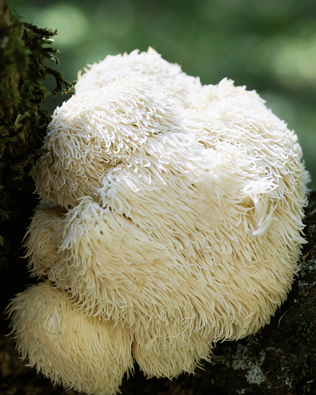 Lion's Mane a podpora paměti